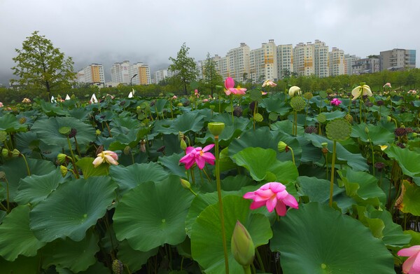 순천만국가정원의 여름풍경