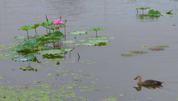 순천만 국가정원의 여름풍경