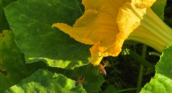순천만 국가정원의 여름풍경