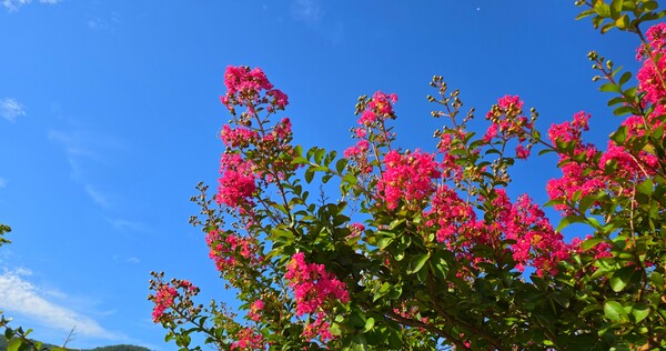 순천만 국가정원의 여름풍경