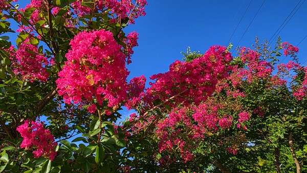 순천만 국가정원의 여름풍경