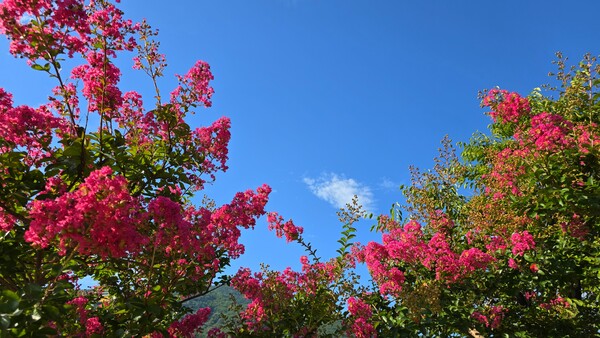 순천만 국가정원의 여름풍경