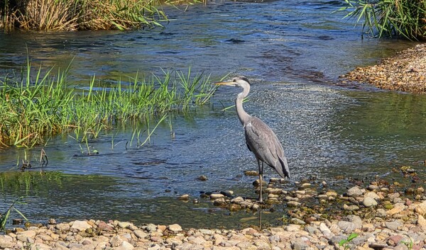 순천만 국가정원의 여름풍경