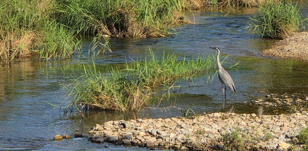 순천만 국가정원의 여름풍경