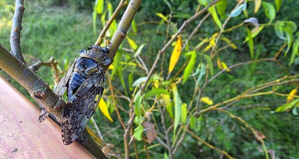 순천만 국가정원의 여름풍경