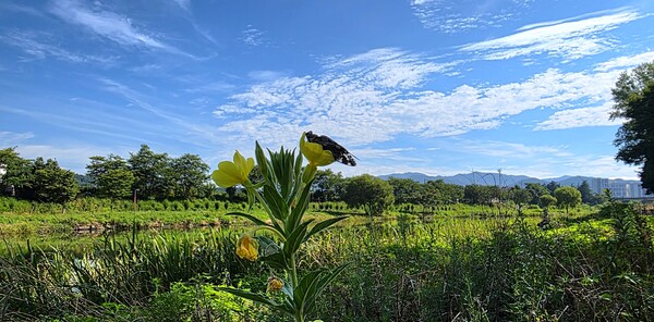 순천만 국가정원의 여름풍경