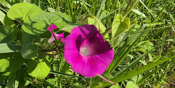 순천만 국가정원의 여름풍경