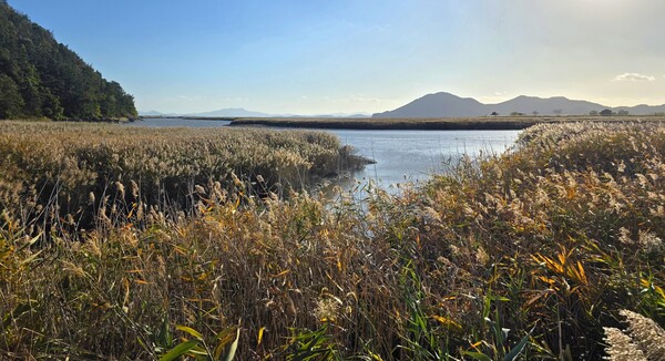 순천만의 가을풍경