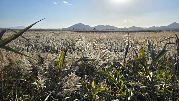 순천만의 가을풍경