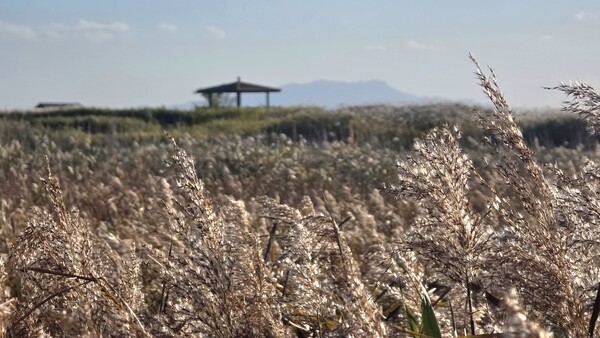 순천만의 가을풍경