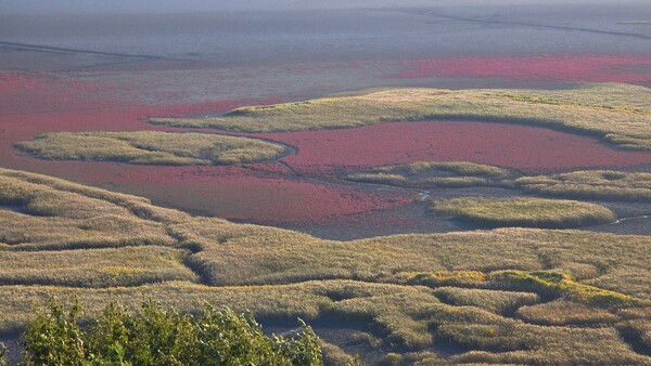 순천만의 가을풍경