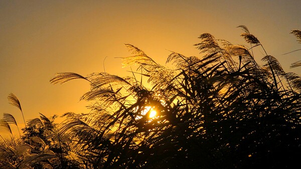 순천만의 가을풍경