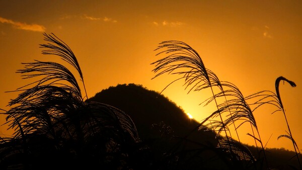 순천만의 가을풍경