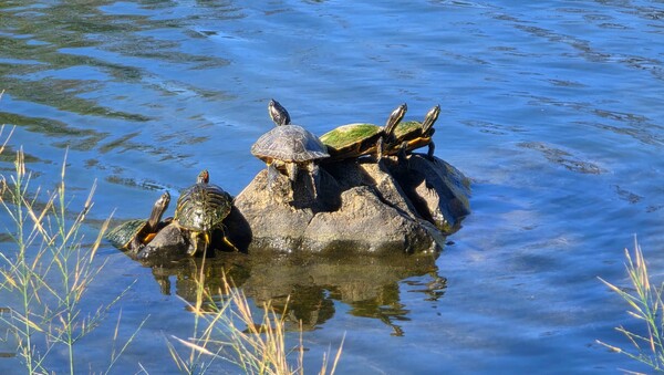 순천만의 가을풍경