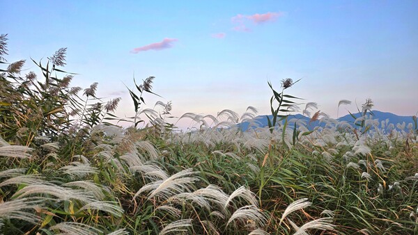 순천만의 가을풍경
