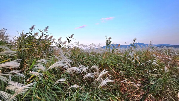 순천만의 가을풍경