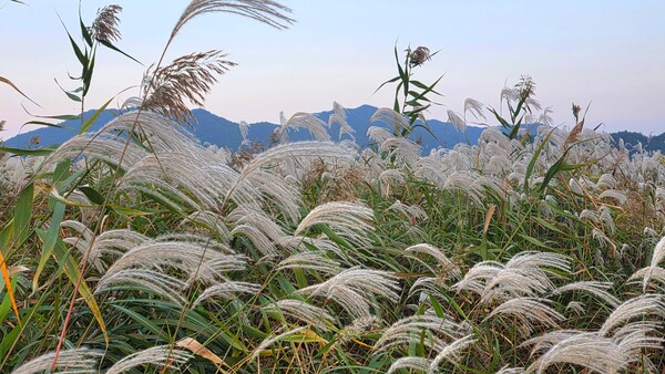 순천만의 가을풍경