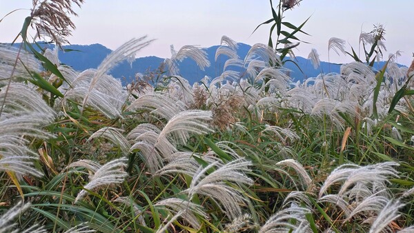순천만의 가을풍경
